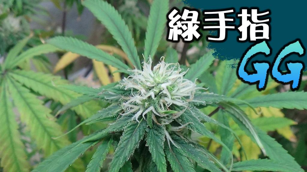 新聞 美女家中種大麻竟因好友贈盆栽 浪浪吃完超安靜 Gossiping板 Disp s